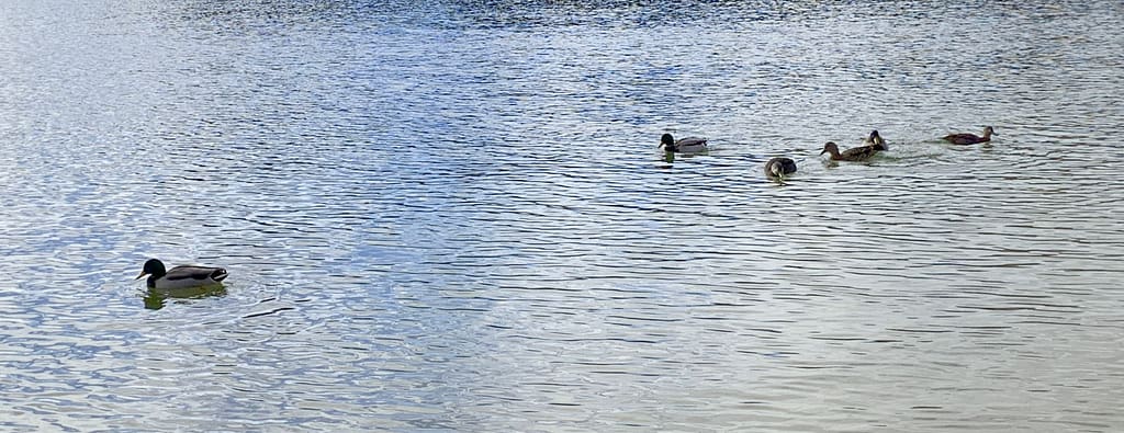 ducks swimming
