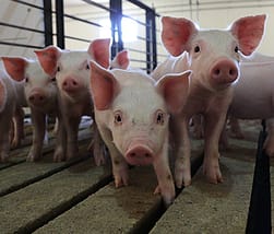 pig farm